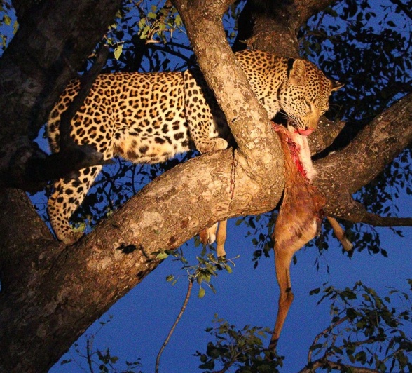 Sabi Sabi Jana Du Plessis Female Leopard