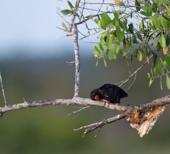 Sabi Sabi Viviane Ladner Red Billed Buffalo Weaver