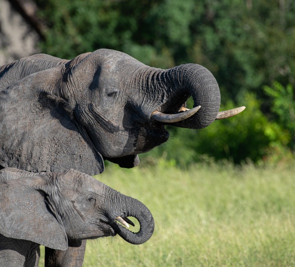 A32Jamiel 26 01 23 Elephants 4 Final A32Jamiel 26 01 23 Elephants 4 Final