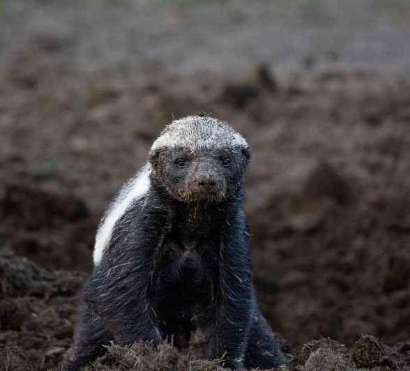 The elusive honey badger stares curiously at guests on a game drive. 