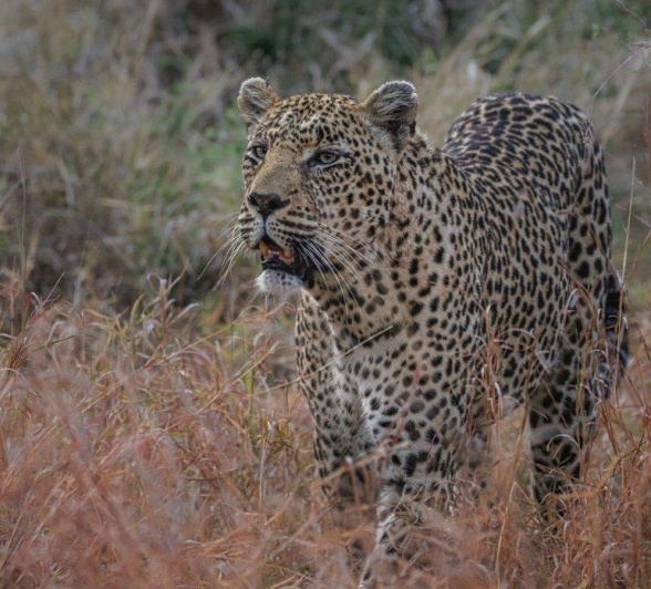 Early morning and the pleasant surprise of the imperial N'weti male leopard. 