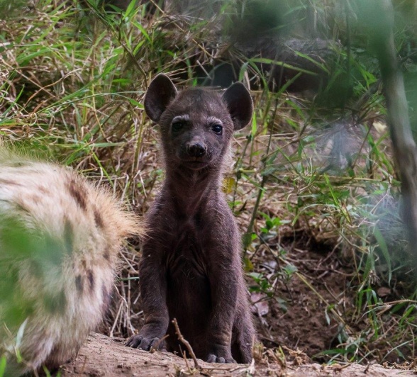 The curious cubs kept a close eye on us before snuggling up to their mom.