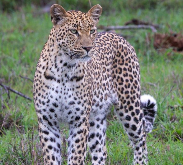 The curious Golonyi is always on alert and monitoring her surroundings. The curious Golonyi is always on alert and monitoring her surroundings.