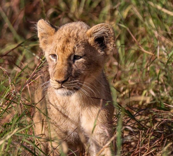 Msuthlu Pride cubs are playful in the morning sun Msuthlu Pride cubs are playful in the morning sun