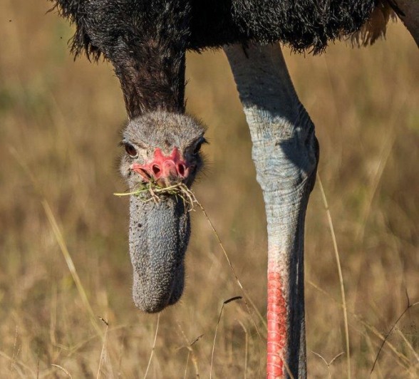 An ostrich wandering across the open plains, its long neck down to ground, feeding.