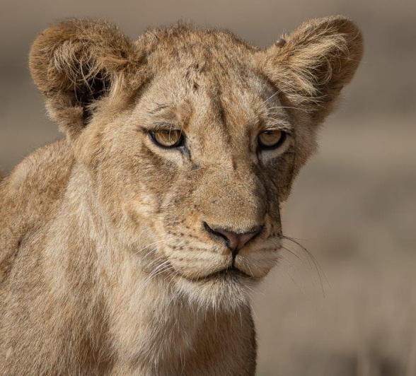 Sabi Sabi Jp Van Rooyen Msuthlu Cub Adolescent