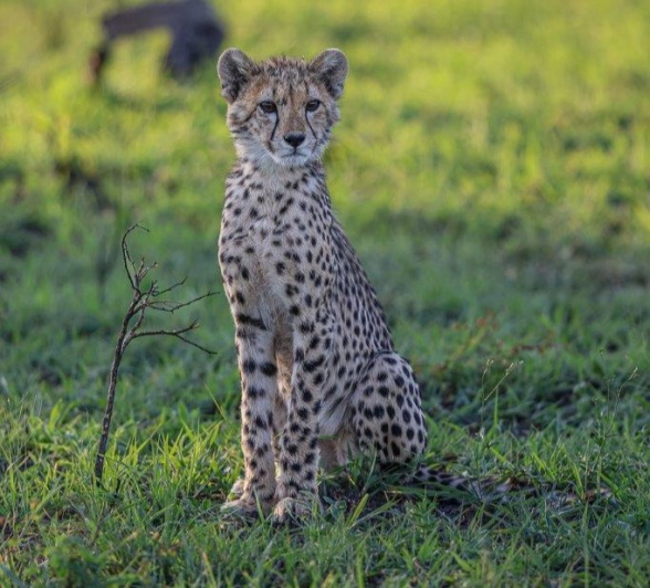 A young cheetah sits in the short grass.