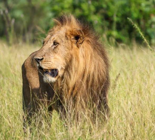 Sabi Sabi Jan Nel Kambula Male Lion