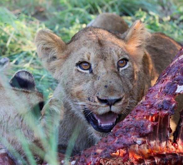 Sabi Sabi Jan Nel Msuthlu On Kill Close Up