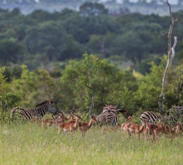 Sabi Sabi Ruan Mey Impala Portrait