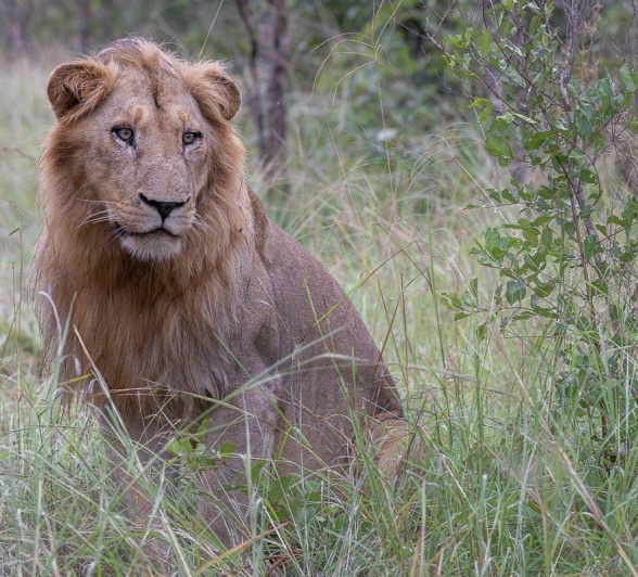 A male lion from the Styx pride.