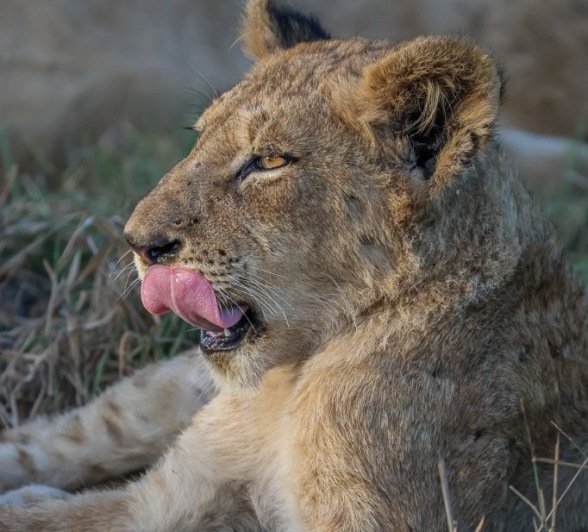 Sabi Sabi Ruan Mey Msuthlu Lion Lips Lips Sabi Sabi Ruan Mey Msuthlu Lion Lips Lips