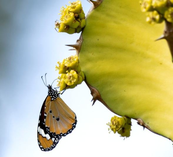 Sabi Sabi Benjamin Loon Butterfly Monarch