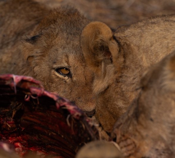 Sabi Sabi Viviane Ladner Msuthlu Lions Feast Sabi Sabi Viviane Ladner Msuthlu Lions Feast