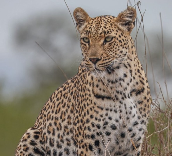 The Golonyi female leads her cub through dense foliage toward a hidden meal.