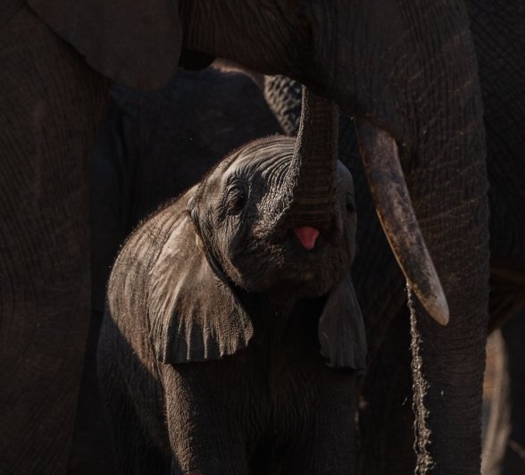 Sabi Sabi Viviane Ladner Elephant Calf