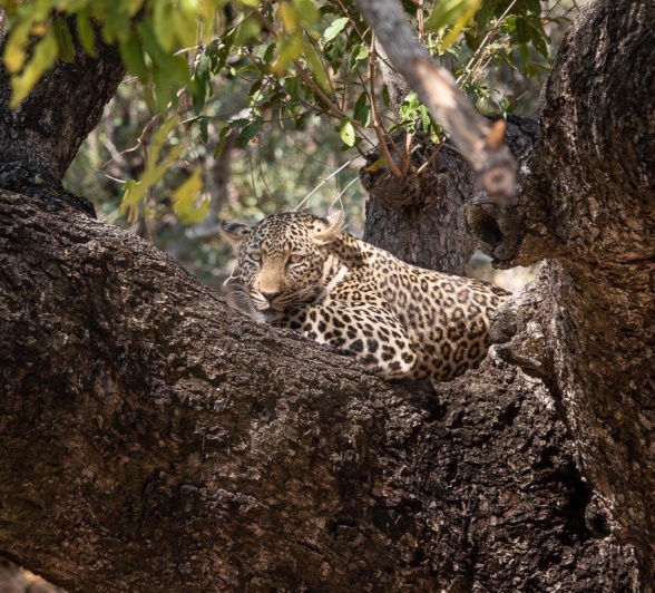 And there she was, the beautiful Jasiri female leopard, sleeping comfortably in a Jackalberry tree. And there she was, the beautiful Jasiri female leopard, sleeping comfortably in a Jackalberry tree.