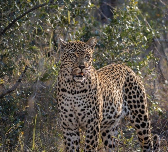 A surprise appearance of the Tengile female leopard had us all in watching in awe. 