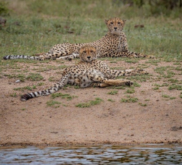 The two male cheetahs stopped for a drink and to rest near water, allowing guests at Sabi Sabi the perfect sighting. 