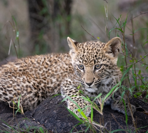 One of two leopard cubs born to the formidable Ntsumi.  One of two leopard cubs born to the formidable Ntsumi.