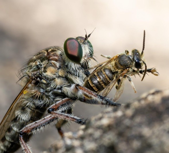 Robber Fly Benjamin Loon Robber Fly Benjamin Loon