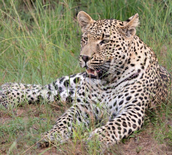 The Nottines male leopard relaxes after stealing his share of the kill. The Nottines male leopard relaxes after stealing his share of the kill.