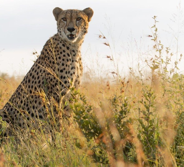 JP Van Rooyen Cheetah