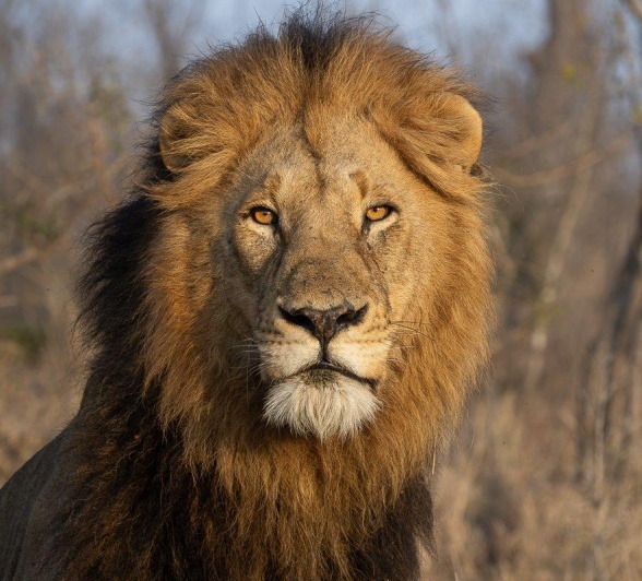 Gijima male lion with a powerful expression on its face.