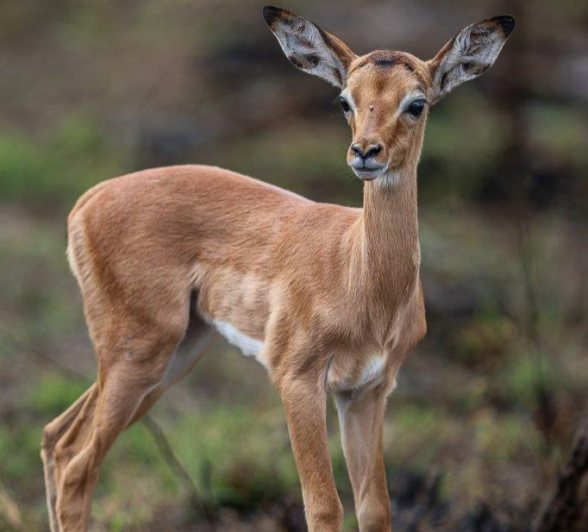 Sabi Sabi Ruan Mey Impala Calf 2 Sabi Sabi Ruan Mey Impala Calf 2