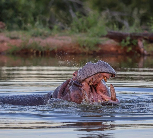 Sabi Sabi Ruan Mey Hippo Sabi Sabi Ruan Mey Hippo