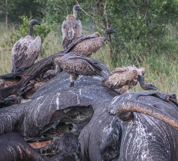 Vultures on an elephant carcass. Vultures on an elephant carcass.
