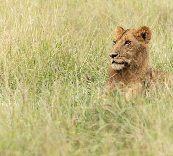 A member of the Southern Pride lays in the grass. A member of the Southern Pride lays in the grass.