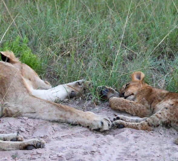 Sabi Sabi Jan Nel Msuthlu Pride Sabi Sabi Jan Nel Msuthlu Pride