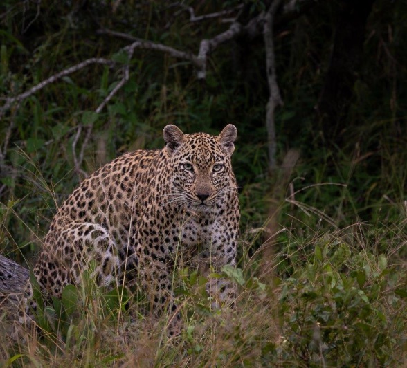 Tengile the leopard was spotted looking particularly determined. 