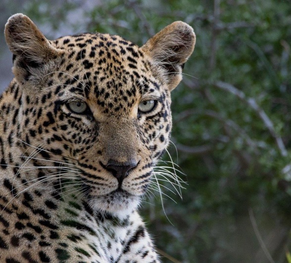 A close up of Tengile, a female leopard. 