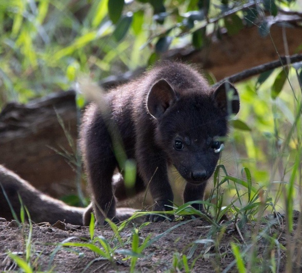 Sabi Sabi Ronald Mutero Hyena Cub Explores