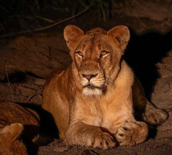 Sabi Sabi Ruan Mey Southern Pride At Night
