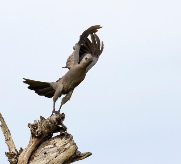 Sabi Sabi Benjamin Loon Go Away Bird Takes Flight Sabi Sabi Benjamin Loon Go Away Bird Takes Flight