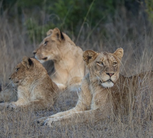 Sabi Sabi Ruan Mey Msuthlu Sabi Sabi Ruan Mey Msuthlu