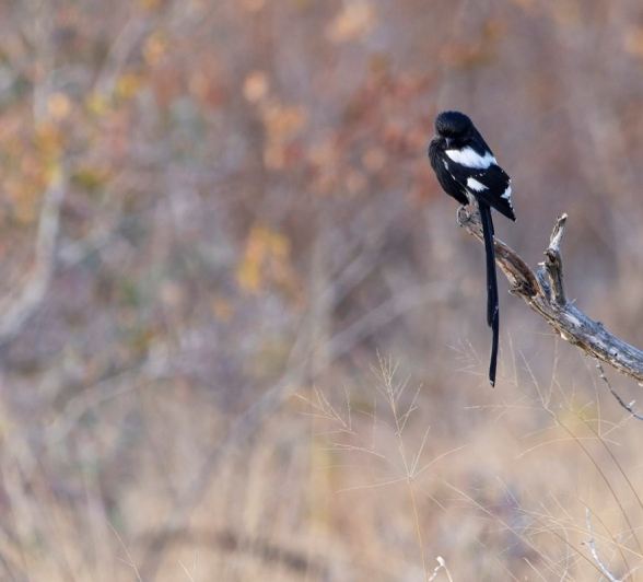 Sabi Sabi Benjamin Loon Magpie Shrike Perched Sabi Sabi Benjamin Loon Magpie Shrike Perched