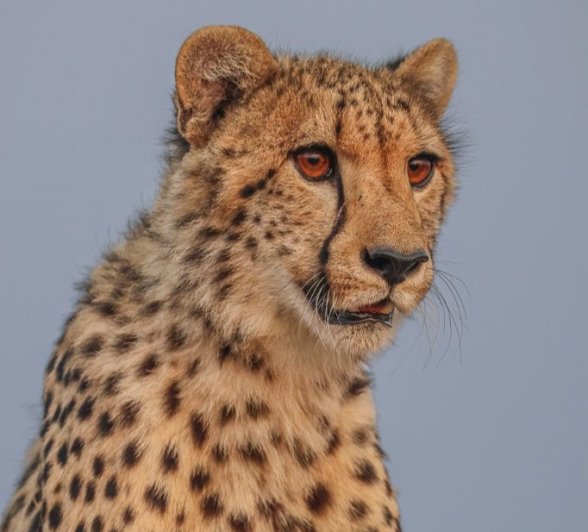 Sabi Sabi Ruan Mey Cheetahh Looking Alert Sabi Sabi Ruan Mey Cheetahh Looking Alert