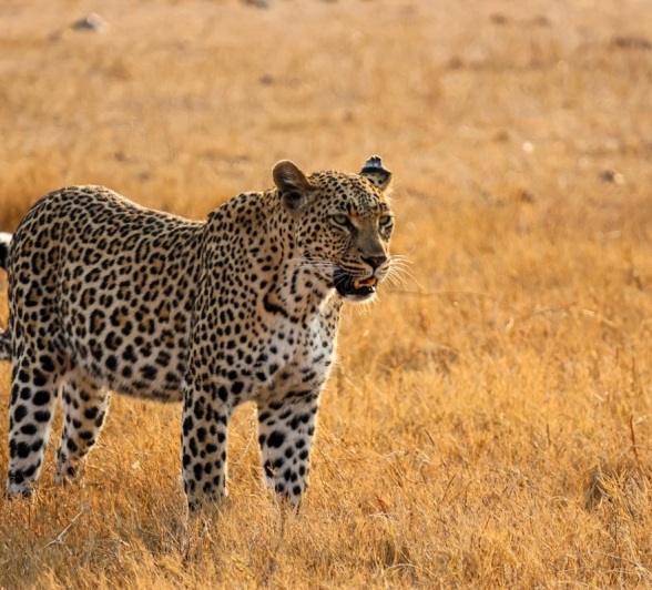 Sabi Sabi Jan Nel Golonyi In Dry Grass Sabi Sabi Jan Nel Golonyi In Dry Grass