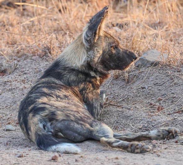Sabi Sabi Ruan Mey Wild Dog Perks Up Sabi Sabi Ruan Mey Wild Dog Perks Up