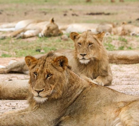 Sabi Sabi Jana Du Plessis Msuthlu Lions In Open Plain Sabi Sabi Jana Du Plessis Msuthlu Lions In Open Plain