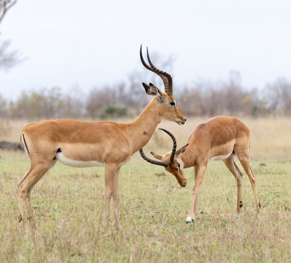 Two male impalas rutting. Two male impalas rutting.