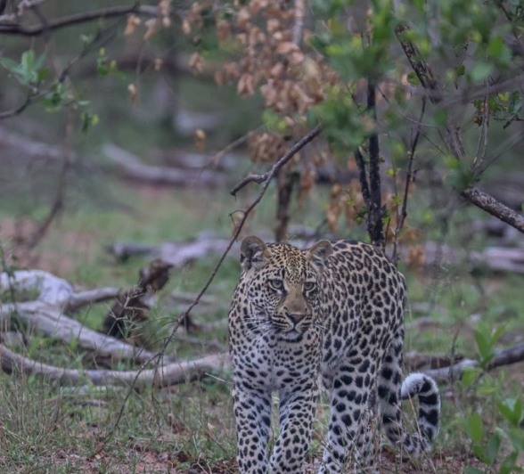 Golonyi's cub walks through the veld. 