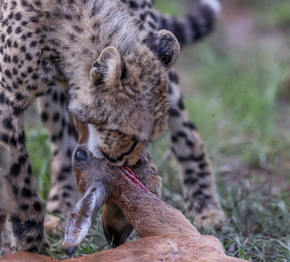 Sabi Sabi Ruan Mey Cheetahs Feasts
