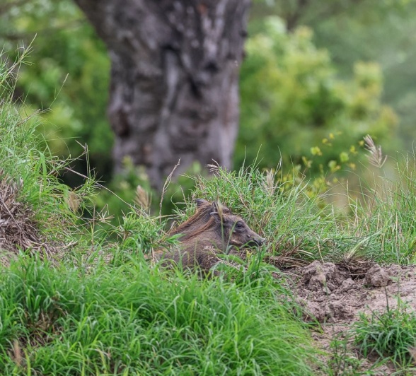 Sabi Sabi Ruan Mey Warthog In Veld