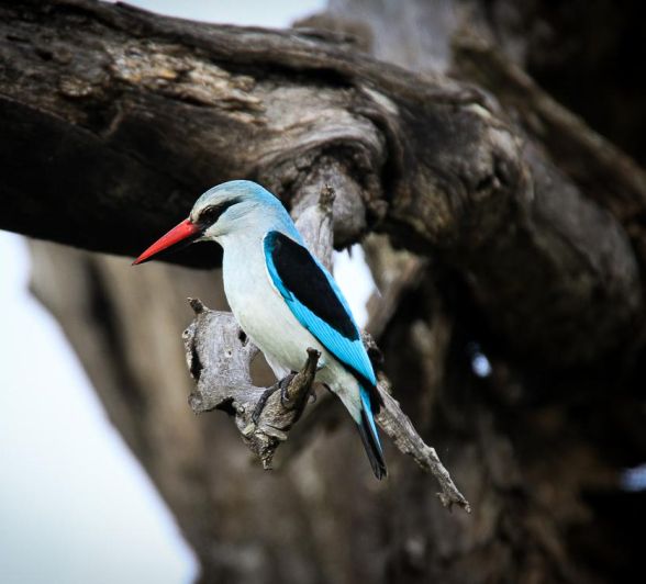 B01Ally Ross Woodland Kingfisher B01Ally Ross Woodland Kingfisher