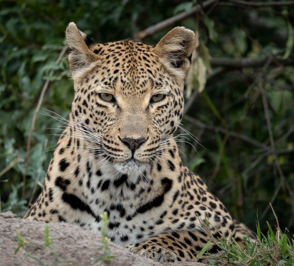 The Ntsumi female leopard kept us company during a game drive from Sabi Sabi. 